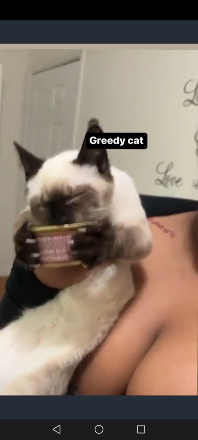 Очень голодные котики.