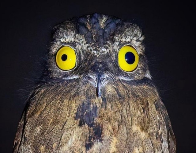 Объявление для ЯПовчан.