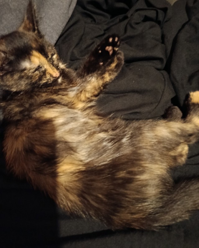 Вернули котёнка