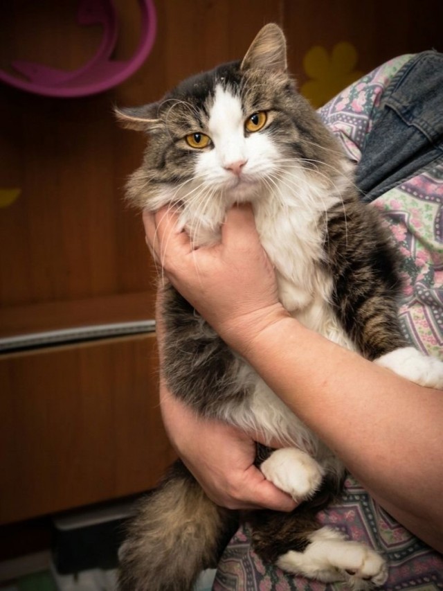 Котовторник. Котики приюта.