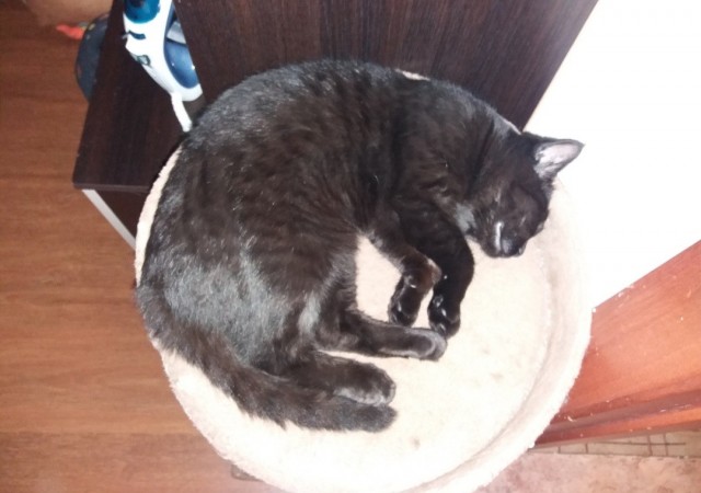 С котовторником))
