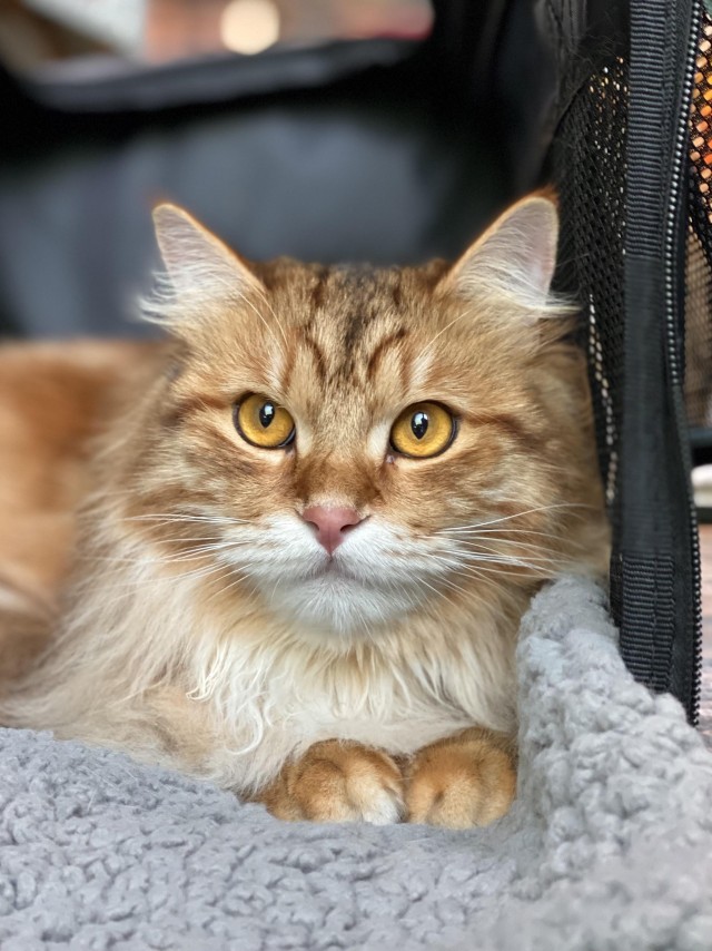 Рыжий шикарный котище