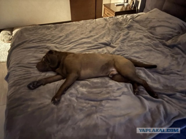 К собако четвергу