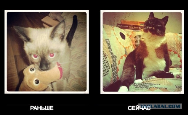 Коты и время