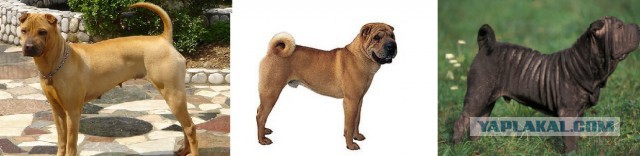О, my dog