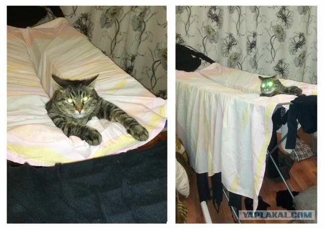 Котовторник 25.02.2014