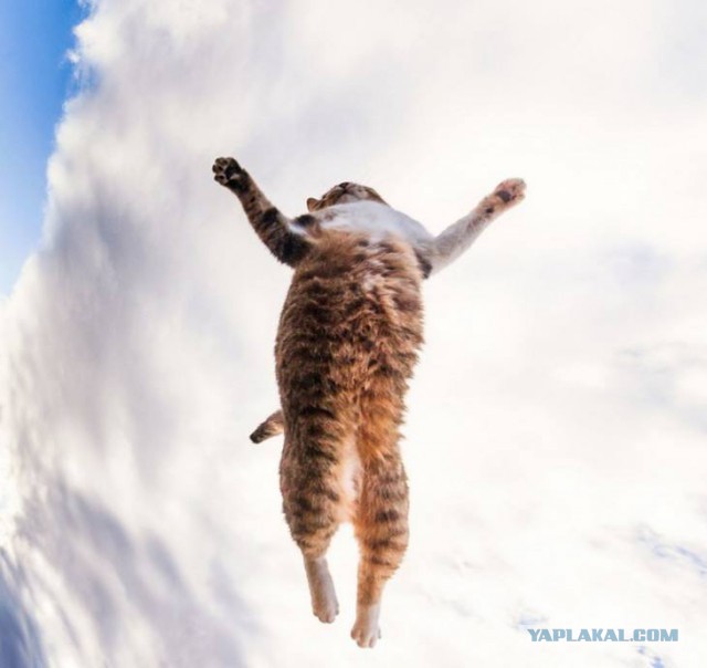 Котовторник 01.04.2014
