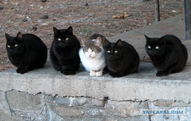 Каркасный дом