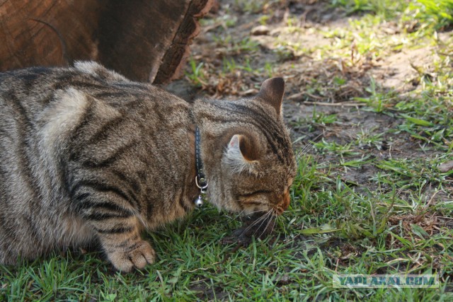 Котовторник 22.04.2014