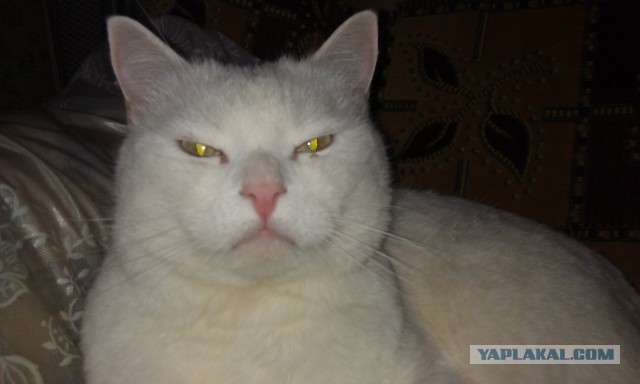 Соседка собирается подавать на алименты