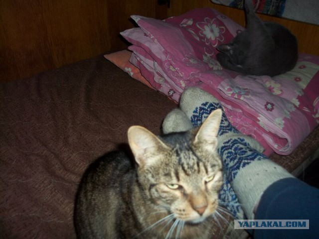 Жизнь домашнего приюта для котеек 14