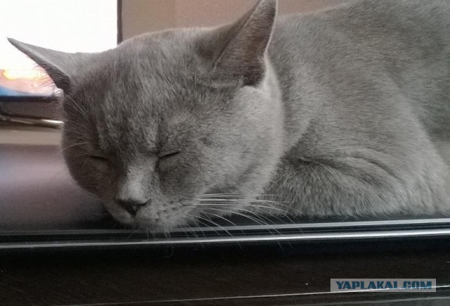 Котовторник 16.09.14