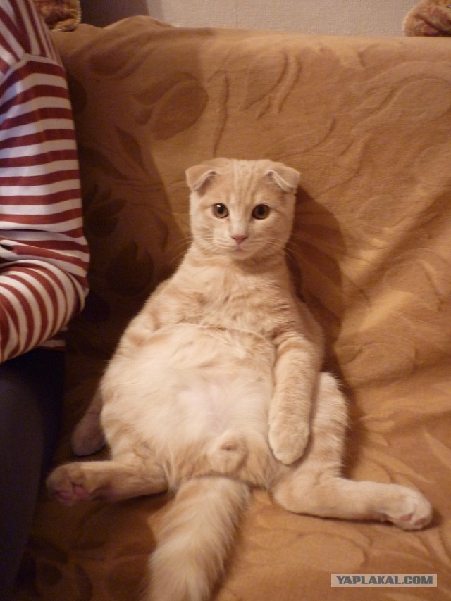 Котовторник 7.10.2014