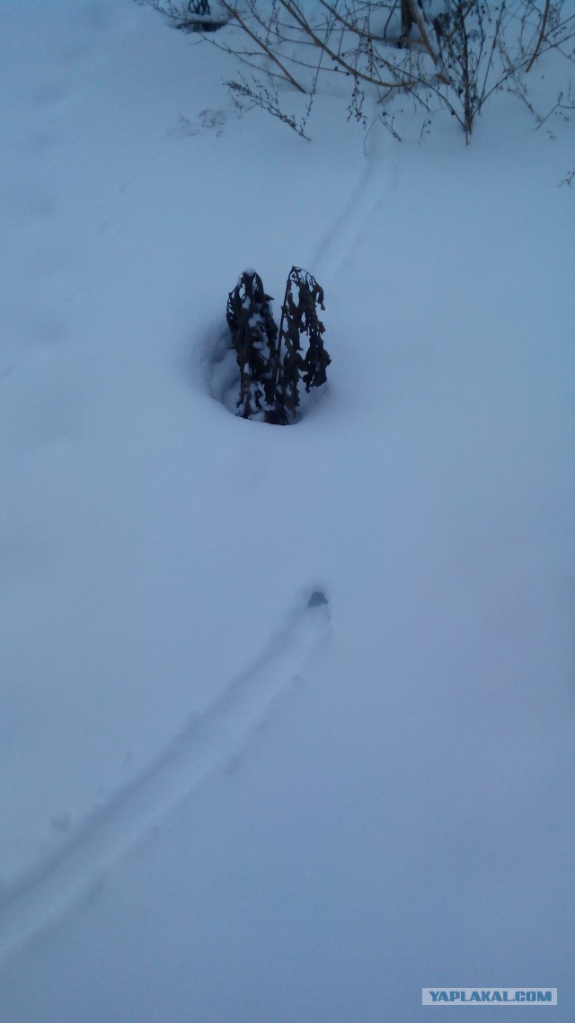 Есть следопыты на ЯПе?