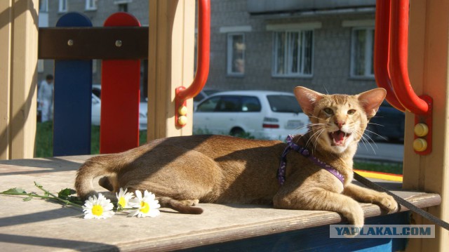 Котовторник