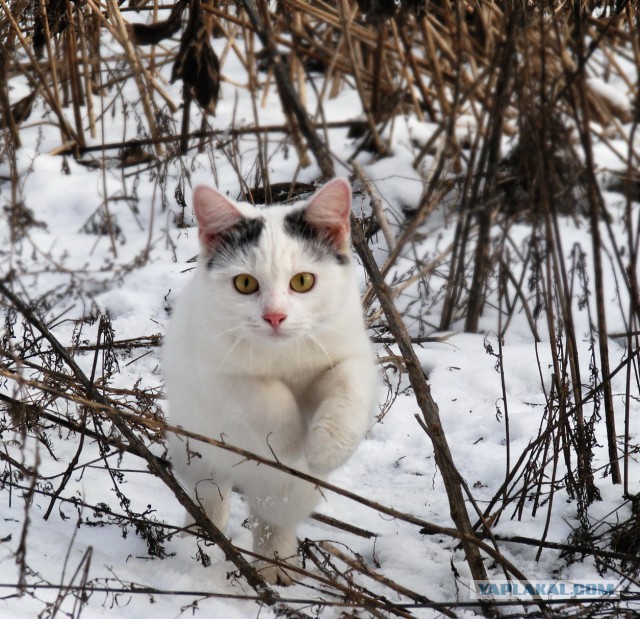 Котовторник