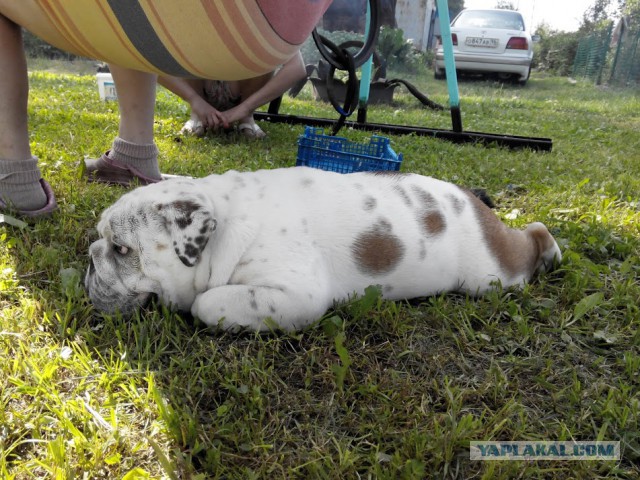 Собакочетверг же, ау!