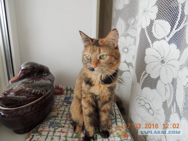 Мои кошки
