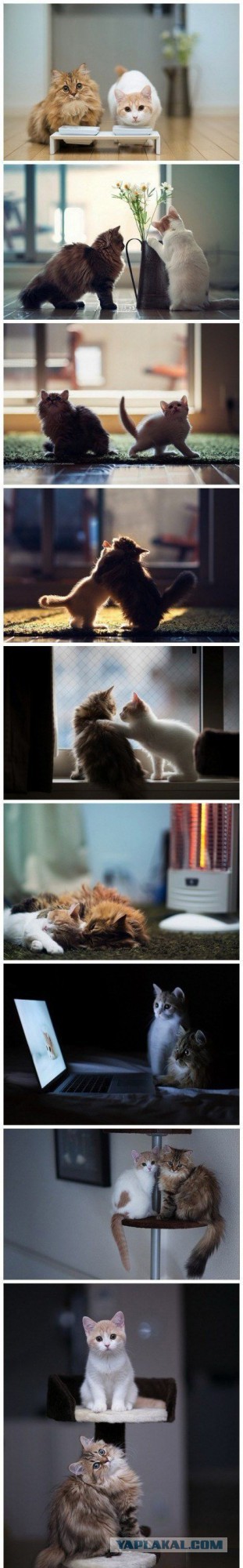 Выборка фотогеничных котэнов