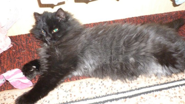 Выхожу на веранду, а там...