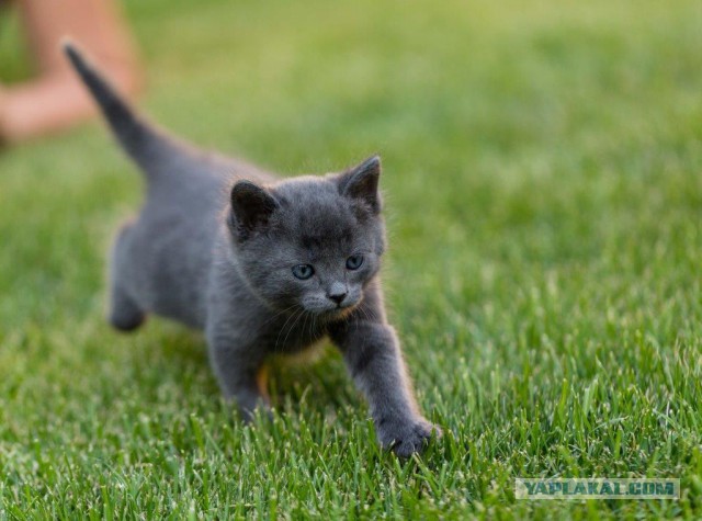 Выхожу на веранду, а там...