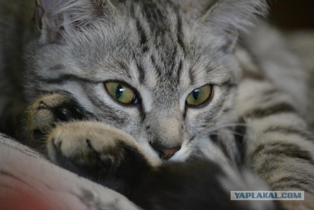 Котовторник - начало