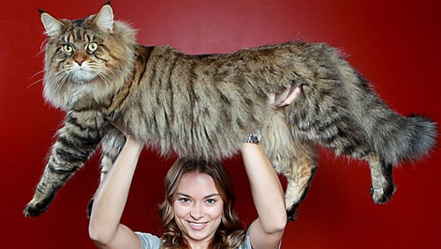 Демы к котовторнику!