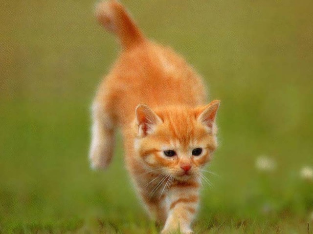 КошкоЛето!