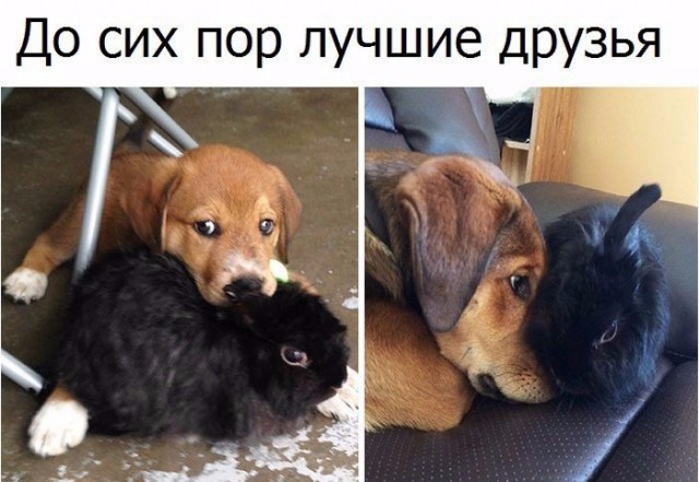 Всячина. Картинки и тексты картинками.