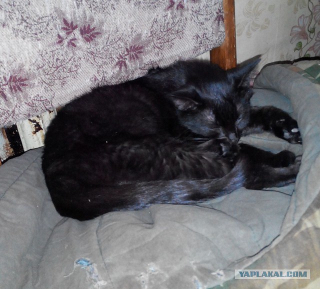 Котовторник 28.02.2017