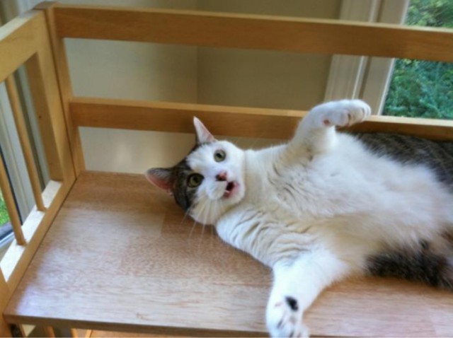 Коты и Кошки