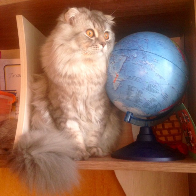 Коты и Кошки