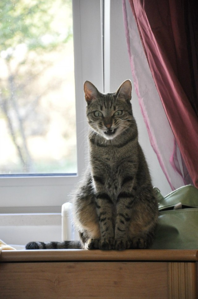 Коты и Кошки