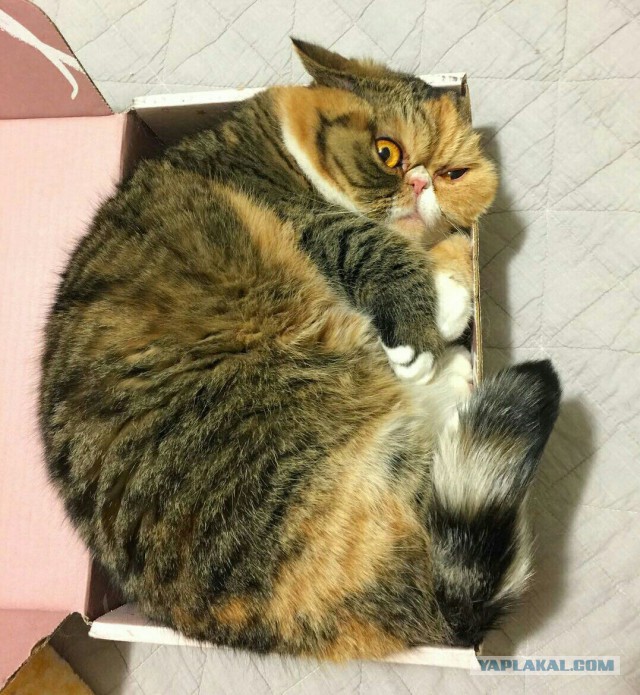 Пятничные ерундушки