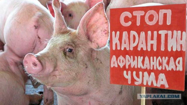 Россия запретила ввоз свиней из Румынии