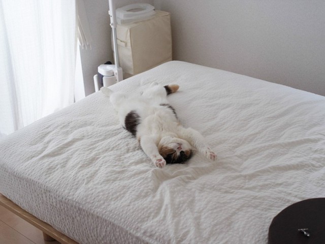 Коты и Кошки