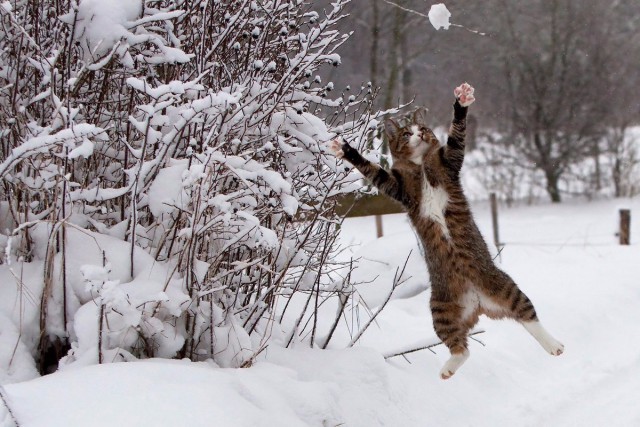 Коты и Кошки