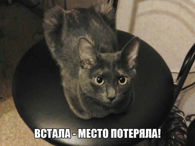 Коты и Кошки