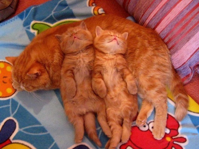 Коты и Кошки