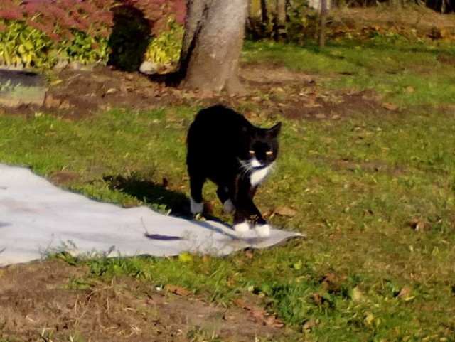 Котовторник ждали? А вот и он!