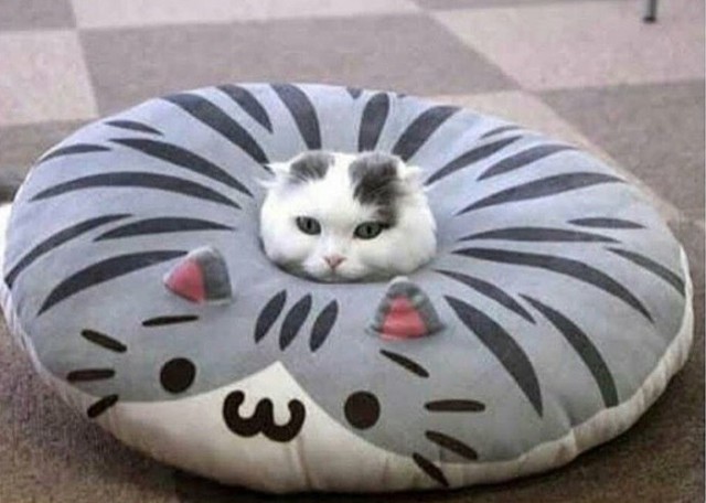 Прикольных котов пост
