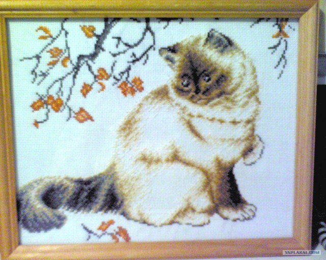 УРРААА ! Котовторник на ЯПлакалъ !
