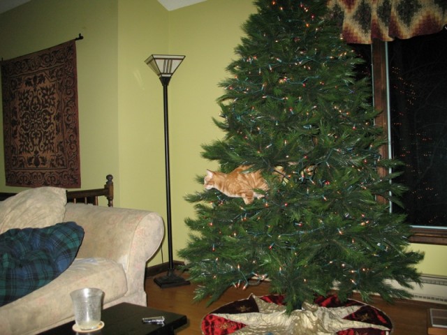 Новогодний КОТОВТОРНИК!