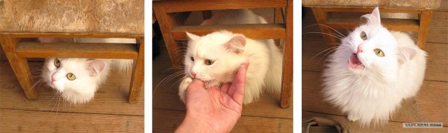 Котовторник (02.06.2009)
