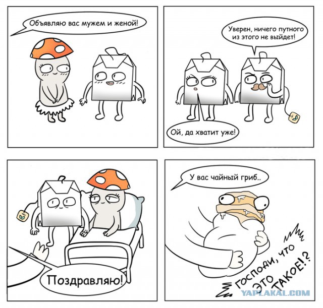 Мифы о чайном грибе