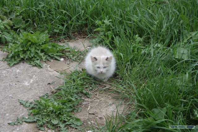 Начинаем котовторник!