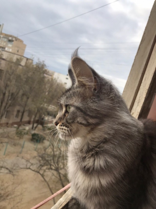 Немного милоты