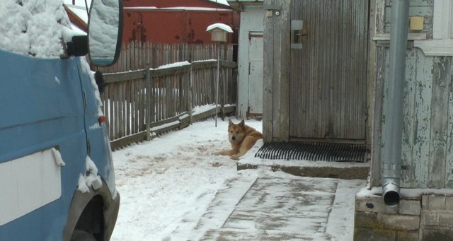 Пёс прожил на перекрёстке больше 13 лет, а потом пропал… Местные жители забили тревогу