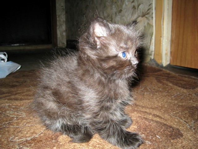 Котовторник (31.01.2012)