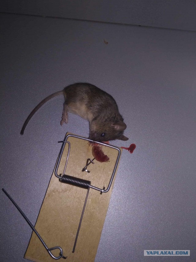 Мышиные будни